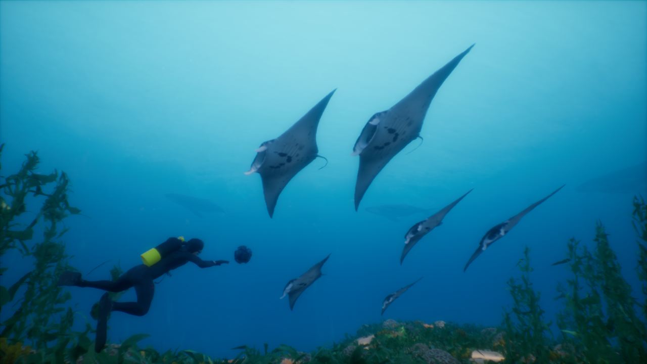 Diver swimming with a school of manta rays